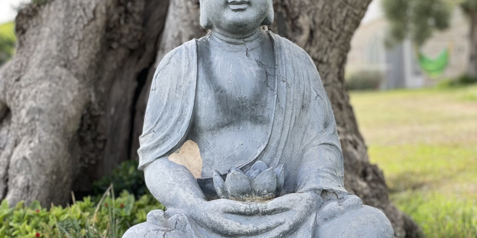 Buddha tree by Donna