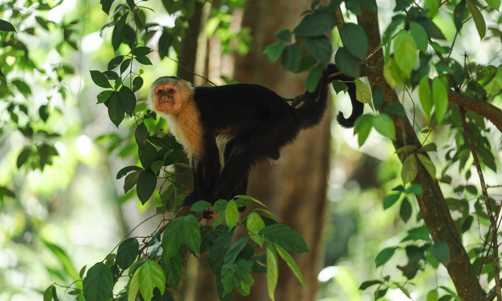 Capuchin monkey 1