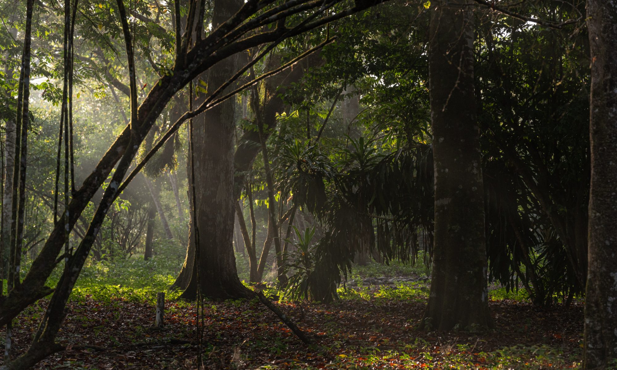 The garden at Nereus